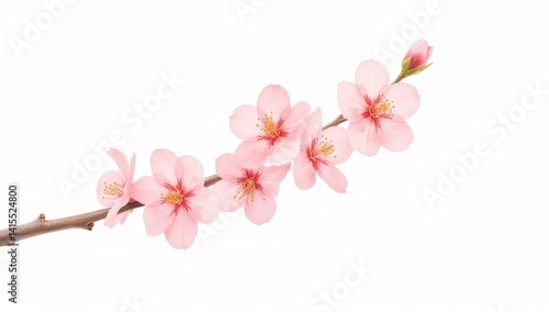 Obraz na płótnie Delicate Pink Blossom Branch Isolated on White w salonie
