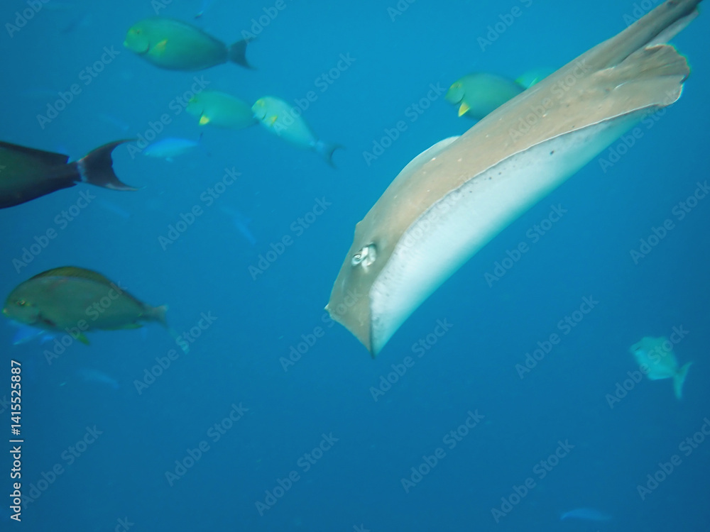 Fototapeta premium maldives sorkeling with colorful fish