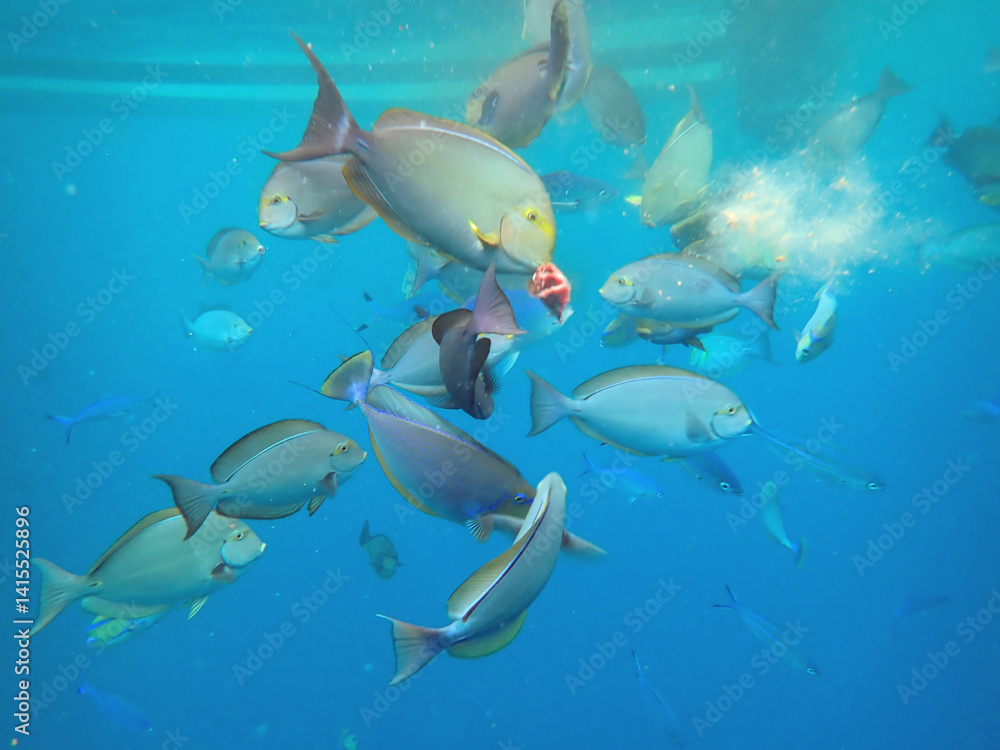 Fototapeta premium maldives sorkeling with colorful fish