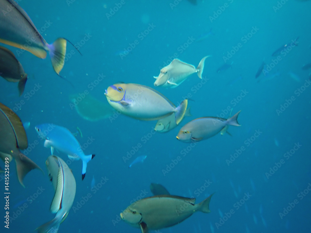 Fototapeta premium maldives sorkeling with colorful fish