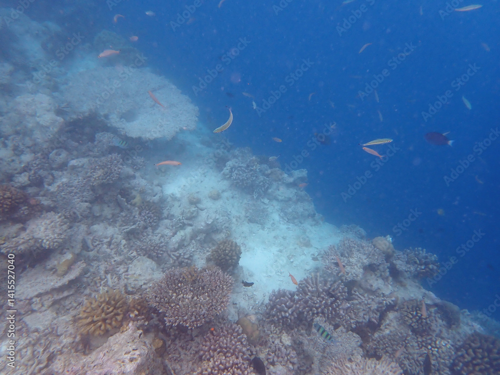 Obraz premium maldives sorkeling with colorful fish
