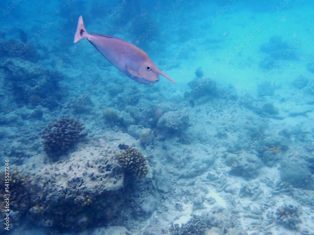 Fototapeta premium maldives sorkeling with colorful fish
