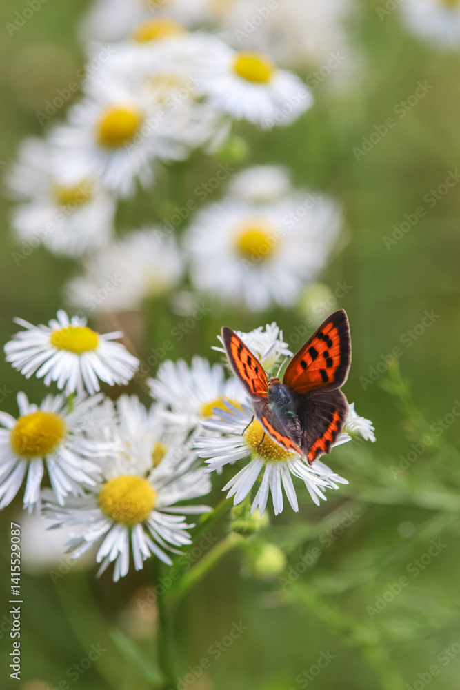 Fototapeta premium Butterfly on white flowers