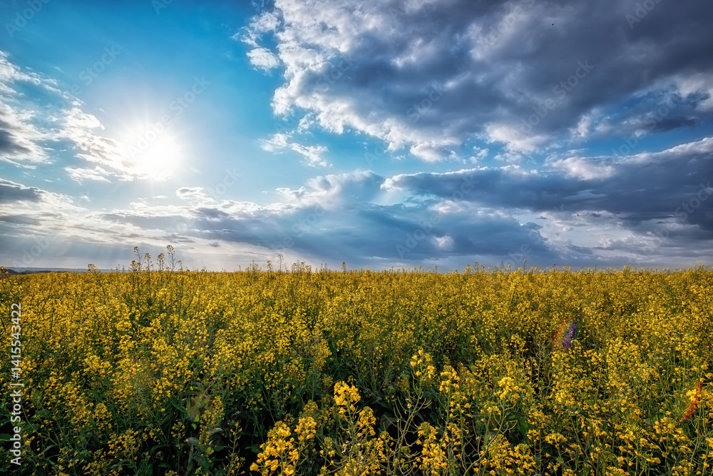 Obraz premium great view