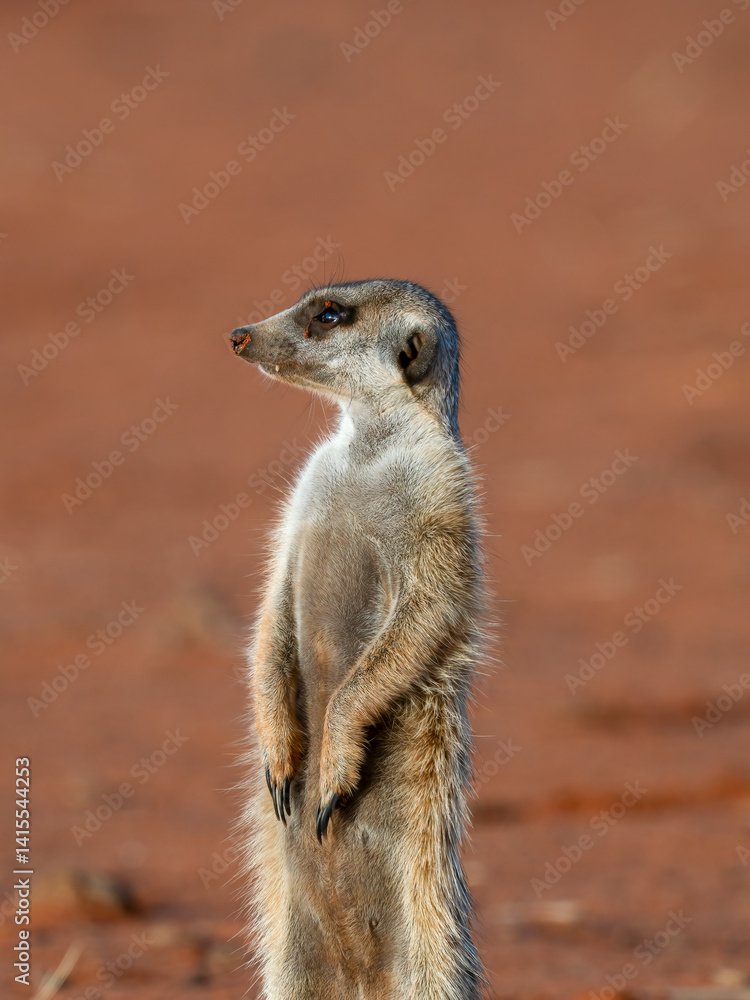 Fototapeta premium Erdmännchen (Suricata suricatta)