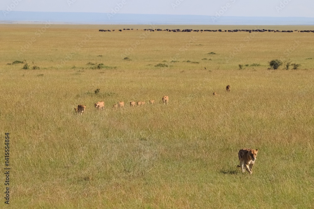 Naklejka premium Lioness following her cubs walking in the savannah with wildebeests in background