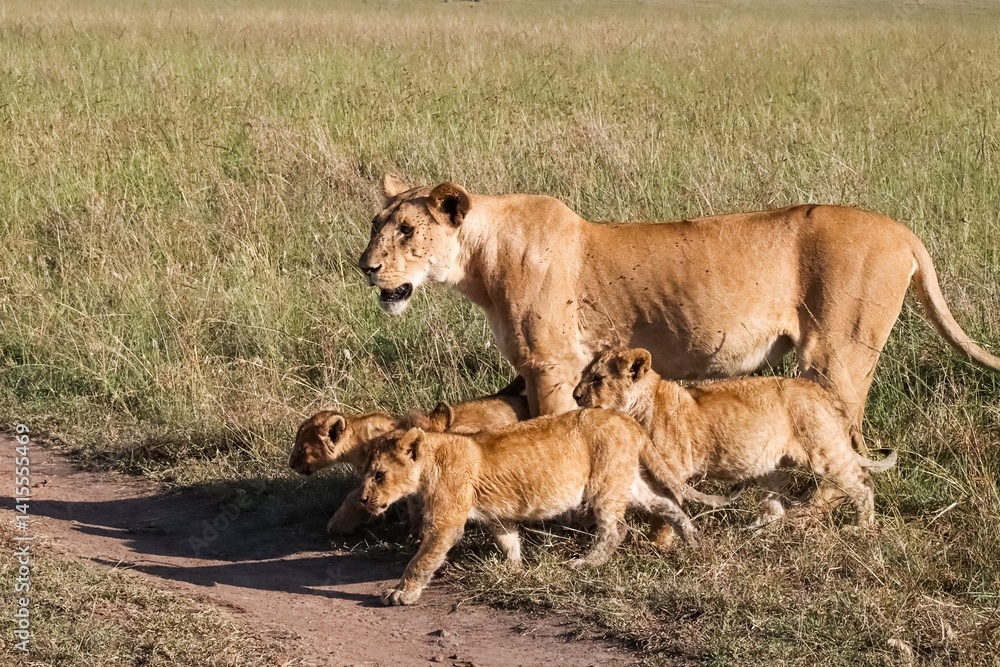 Fototapeta premium Lioness Walking with her Cubs in the African Savanna
