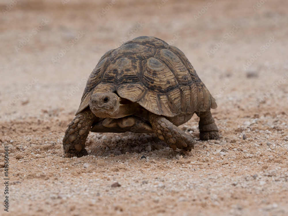 Fototapeta premium Pantherschildkröte (Stigmochelys pardalis)