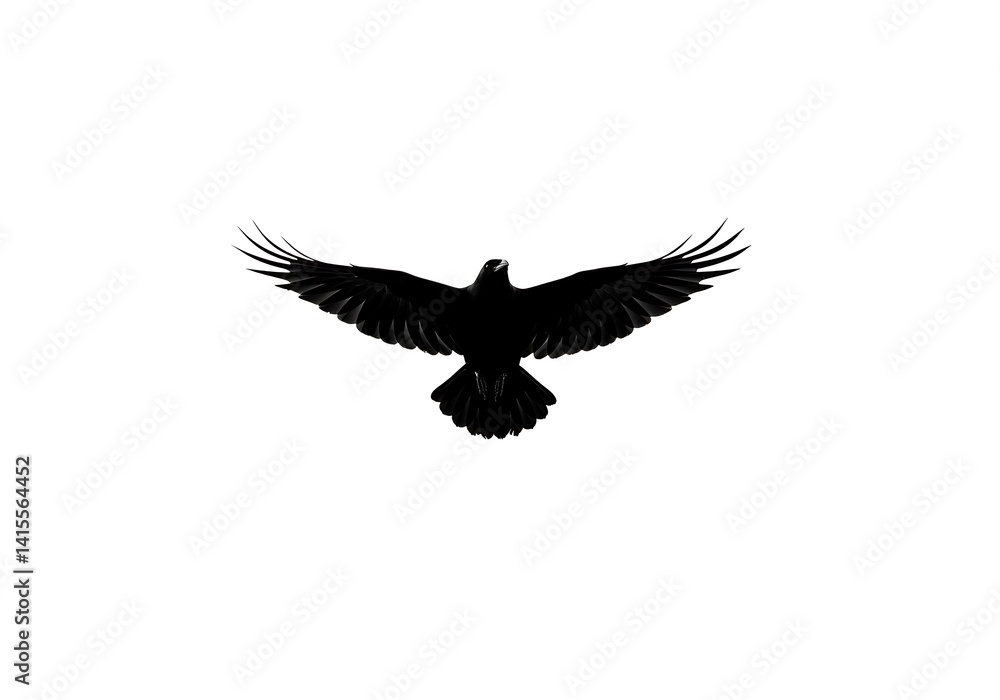 Obraz premium Black bird with spread wings on white background