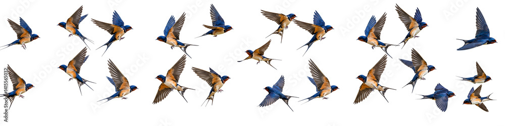 Obraz premium Flying Swallows Flock in Motion Transparent Background