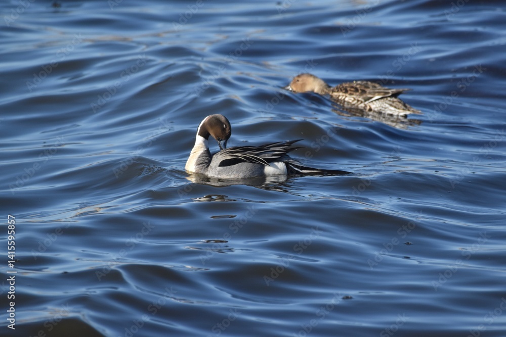 Fototapeta premium Birds at the wastewater