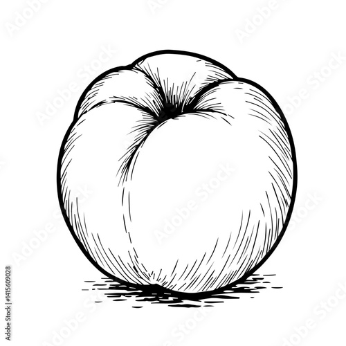 Hand-drawn peach illustration on white background  