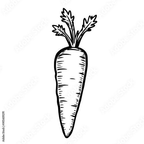 Hand-drawn carrot illustration on a white background  