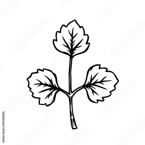 Hand-drawn mint leaves on a white background  