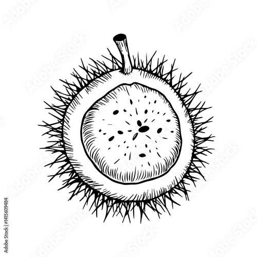Hand-drawn chestnut illustration with spiky exterior details  