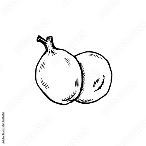 Fresh organic fruits in sketch style on white background  