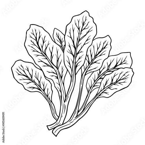 Fresh spinach leaves sketch in black and white  