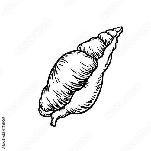 Hand-drawn conch shell sketch in black and white  