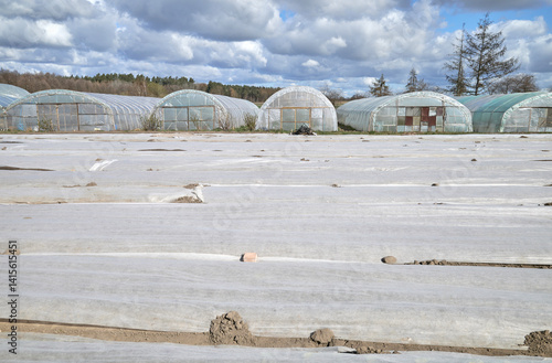 Obraz na płótnie Organic farm with polytunnels and agrotextile covering vegetable beds. w salonie