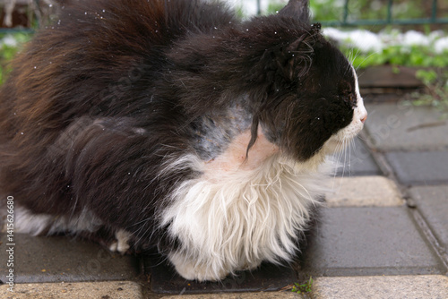 Close-up of a cat with alopecia, large area of skin without hair.