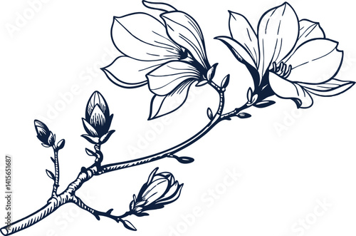 Elegant Navy Magnolia Botanical Illustration – Vintage Line Art on Cream Background