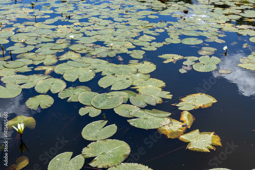 Tablou pe pânză Leaves of aquatic plants floating freely in a lake on a sunny day