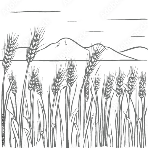 wheat field and wheat