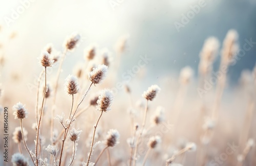 Winter landscape with dried flower stems covered in frost. Natural winter scene captures delicate beauty, serenity, tranquility. Snowflakes on plant macro shot. Peaceful winter nature background.