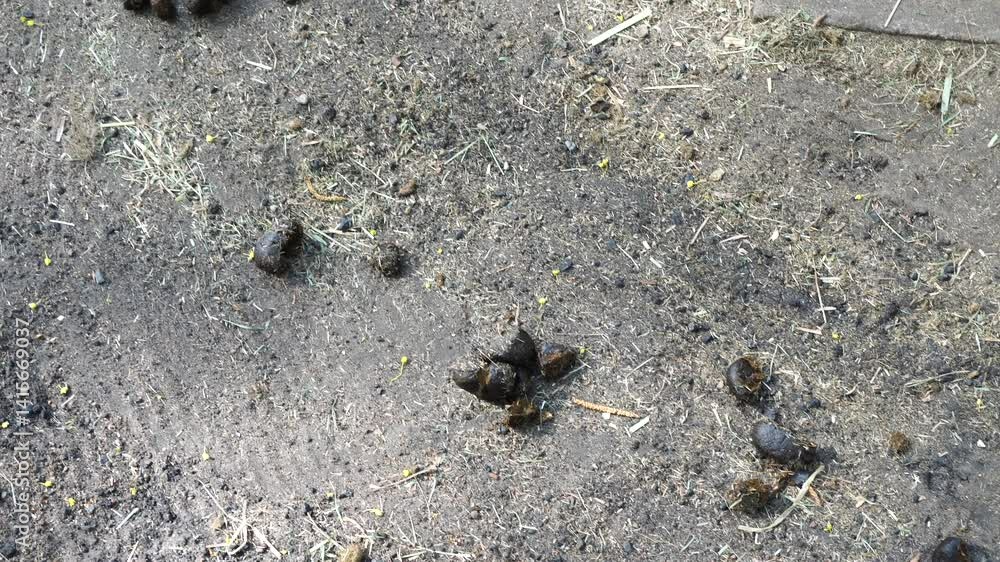 Donkey waste Donkey waste