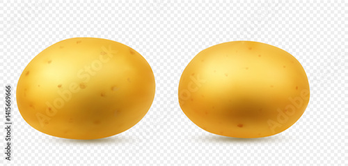 Vector illustration of two yellow potatoes with smooth realistic texture and shadows. Isolated on transparent background. Ideal for food design, packaging, farming, and healthy lifestyle visuals