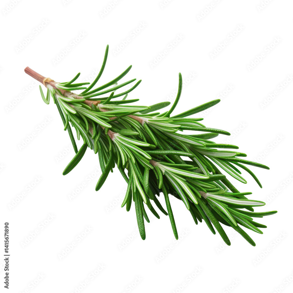 Fototapeta premium Green Rosemary isolated on transparent background.