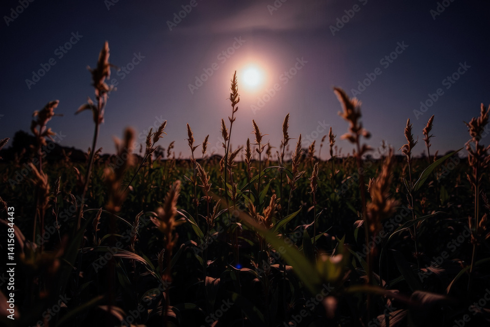 Golden Hour in a Field of Plants