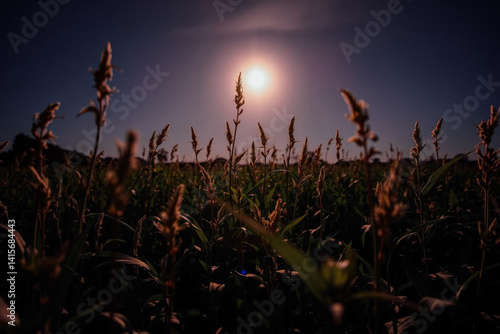 Obraz na płótnie Golden Hour in a Field of Plants w salonie