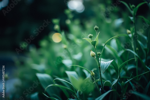 Obraz na płótnie Fresh Green Buds Among Lush Foliage w salonie