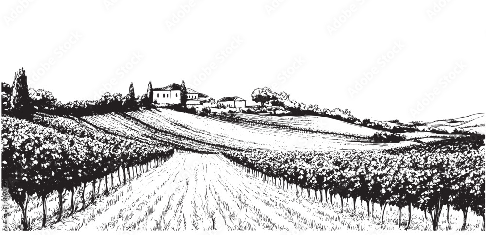 A vineyard illustration