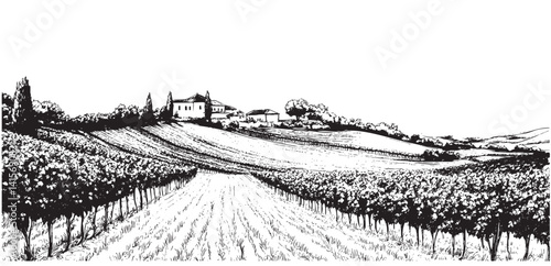 Obraz na płótnie A vineyard illustration w salonie