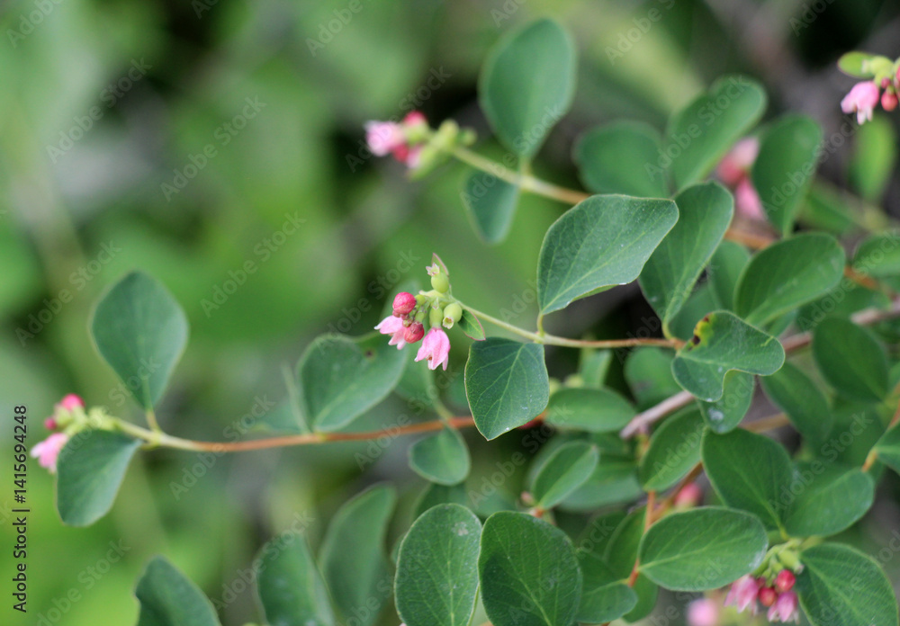Snowberry (Symphoricarpos) blooms in nature Snowberry (Symphoricarpos) blooms in nature