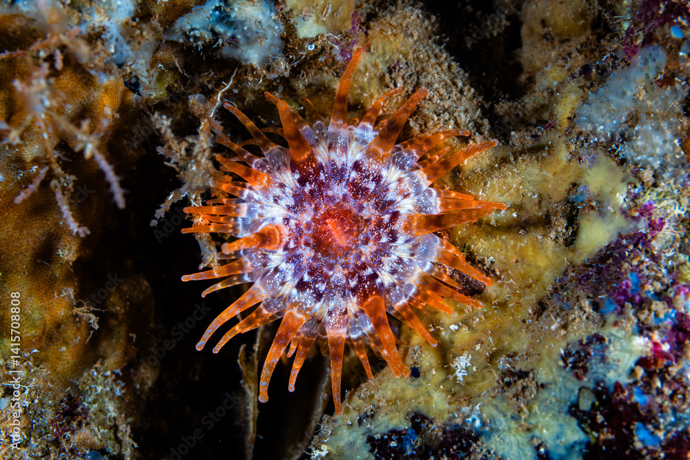 Obraz premium Club-tipped sea anemone
