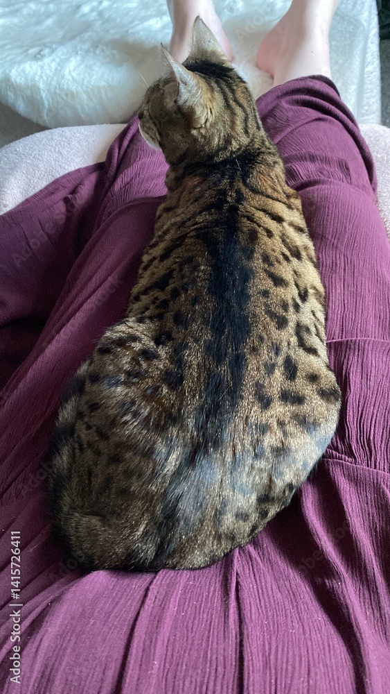 Obraz premium pet bengal cat laid on a woman's knee clear leopard print marking, stretched out cat 