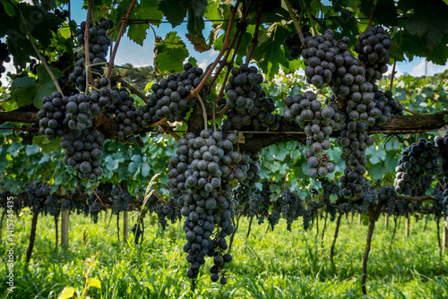 Photography general view of vineyard with grapes ready for harvest.