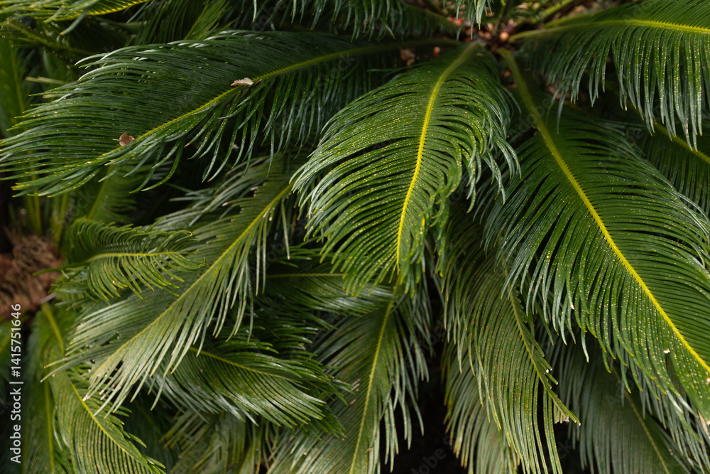 Fototapeta premium Closeup of tropical palm tree leaves in a garden. 