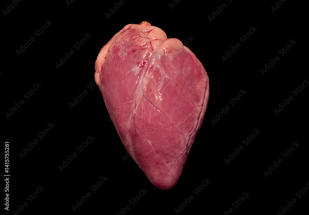 Close-up of an animal heart on a black background