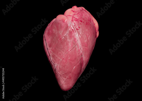 Obraz na płótnie An animal heart on a black background w salonie