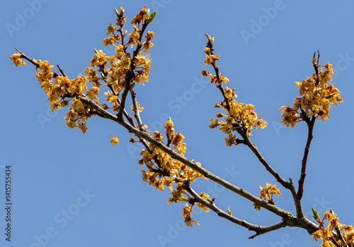 A plum branch with wilted flowers affected by frost