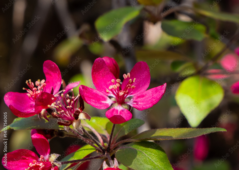 Obraz premium A flowering branch of Crab apple tree (Malus)