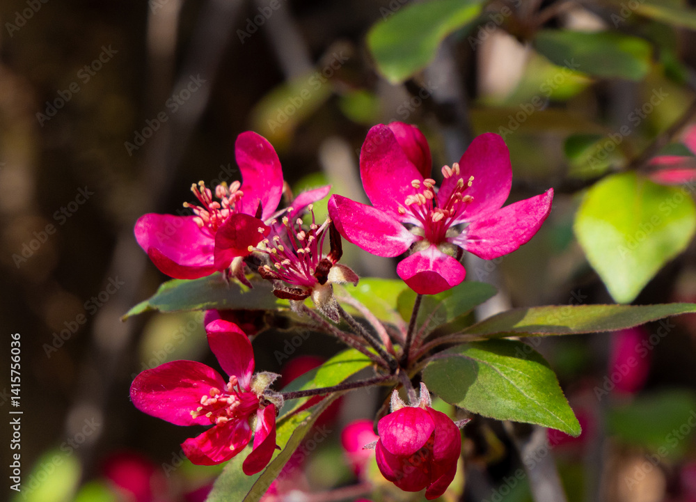 A branch with Malus - Crabapple tree flowers