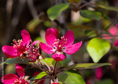 A flowering branch of Crab apple tree (Malus)
