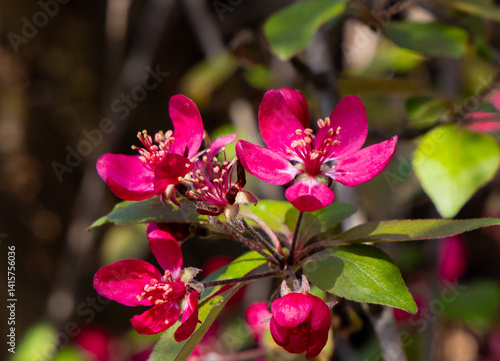 Obraz na płótnie A branch with Malus - Crabapple tree flowers w salonie