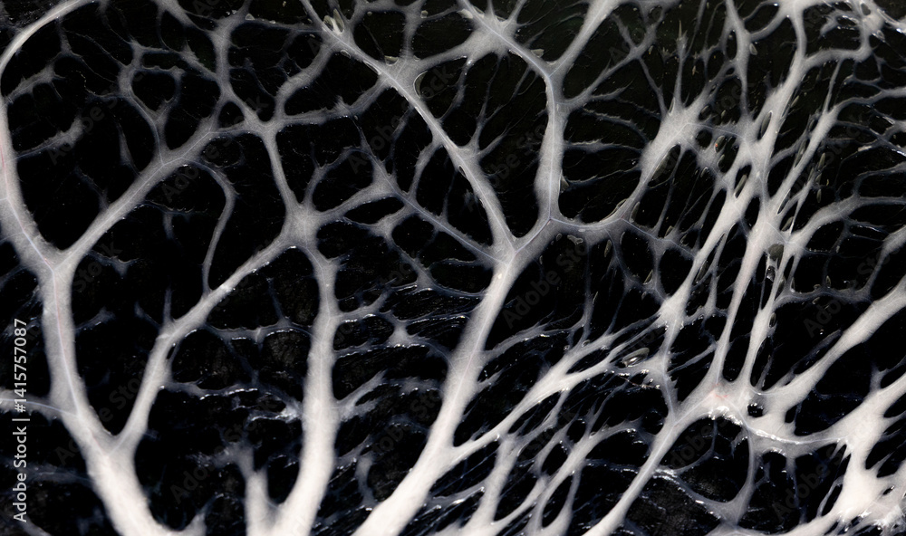 Close-up of a membrane that covers internal organs - Visceral peritoneum