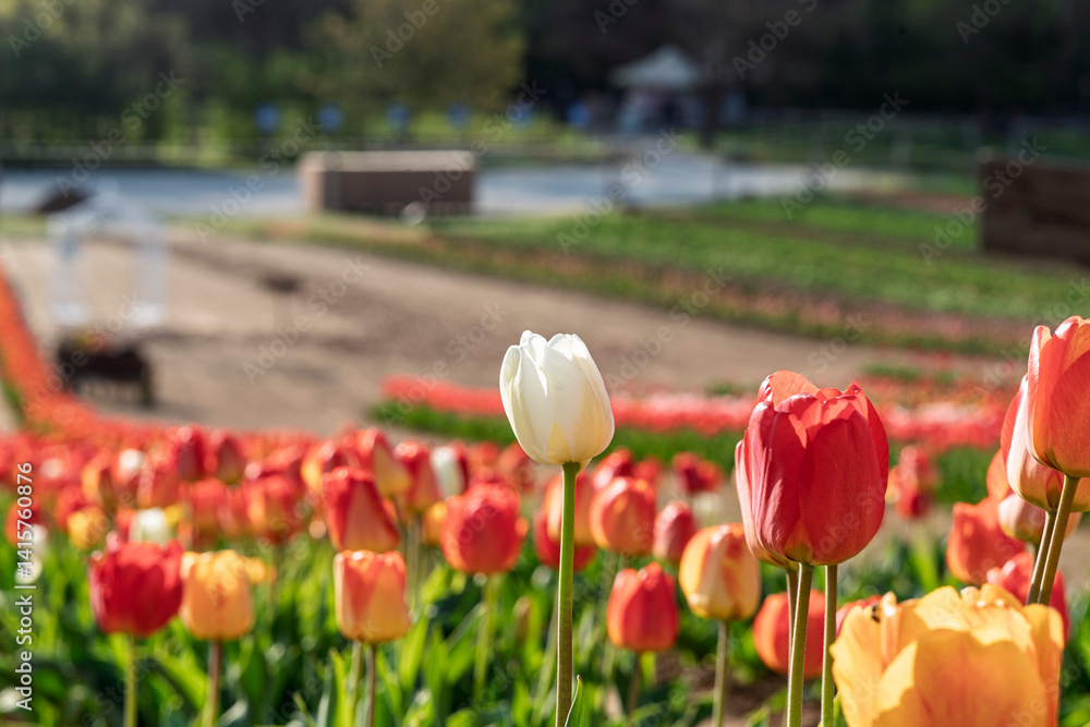Beautiful spring garden. beautiful tulips garden with many blooming flowers.
